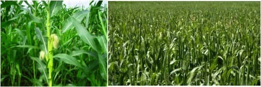 Kerala pushes maize farming -boost dairy productivity control fodder prices