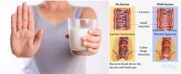 How lactose tolerance in humans became widespread