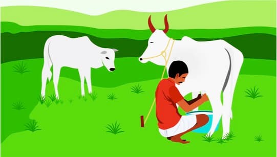 Household income of small farmers from livestock increased to 16% : ICRIER study