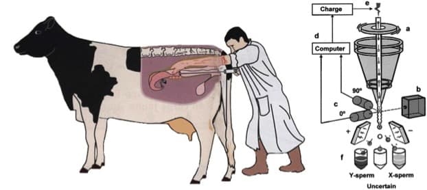 Maharashtra Farmers Poor Response To Subsidized Sex-Sorted Semen