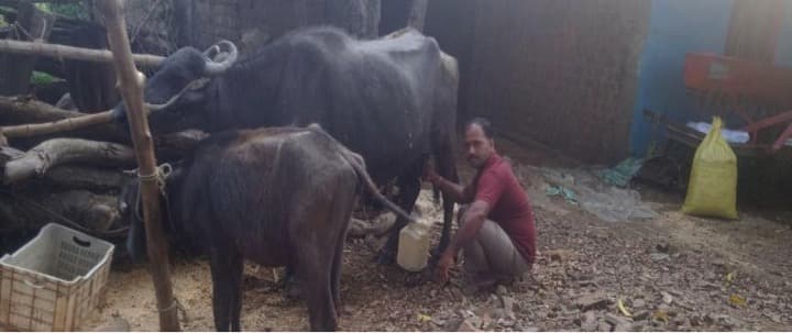 Village in Madhya Pradesh gives out dairy products free