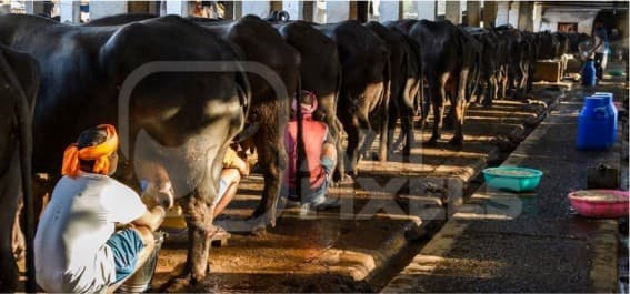 Buffalo Milk Prices Increased From Today In Mumbai