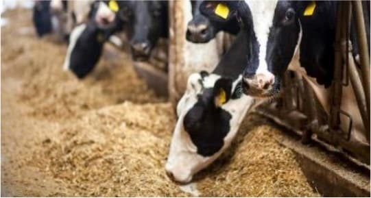 Highly Pathogenic Avian Influenza Strain spreading mystery Illness in cows in Texas