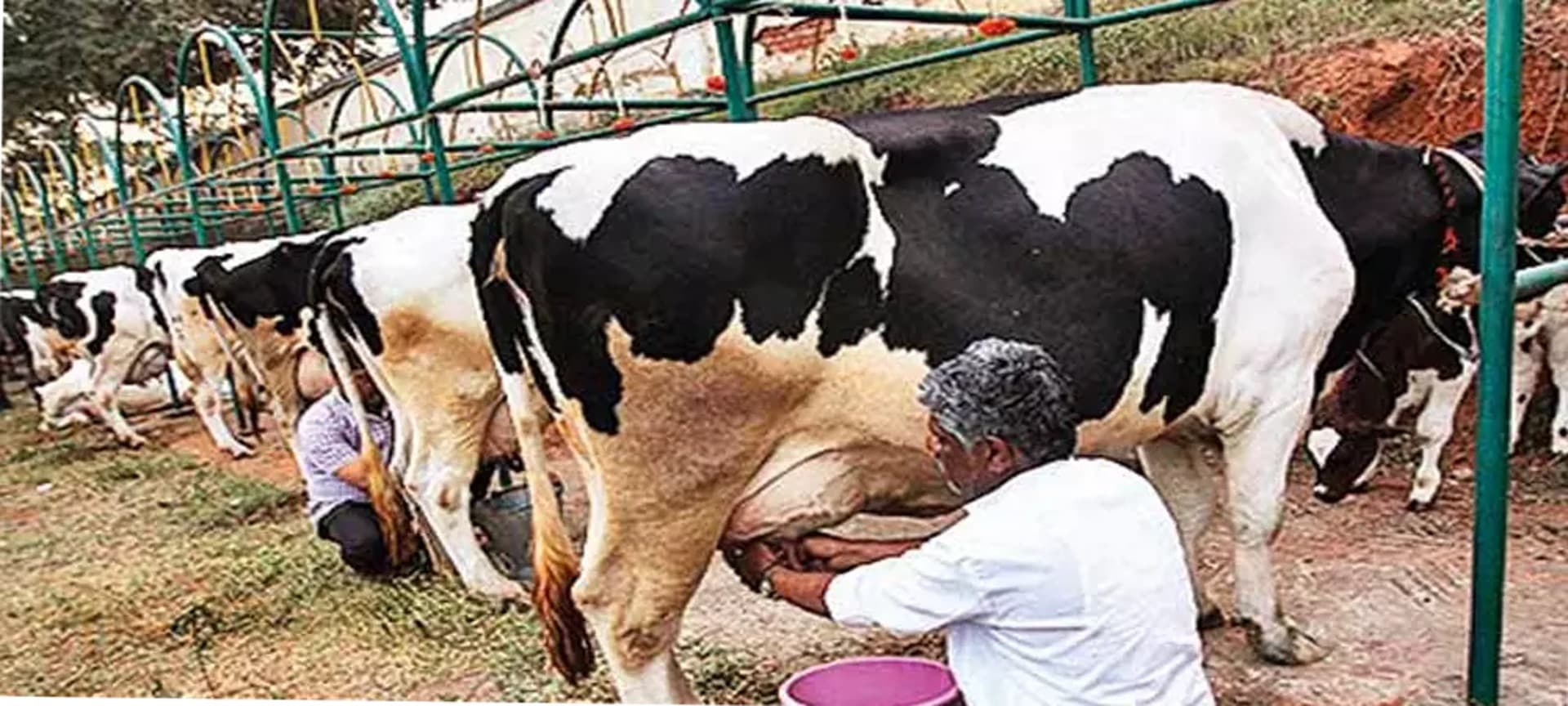 Farmers urge dairy officials to clear dues in Telangana