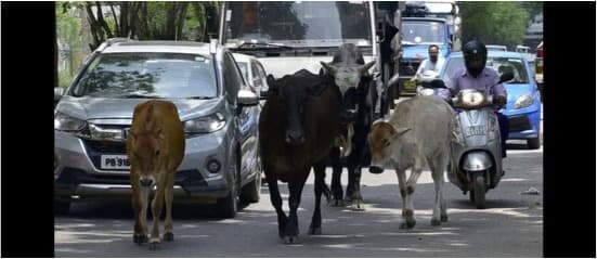 Ludhiana | Stray cattle take over city streets as shelters filled to capacity