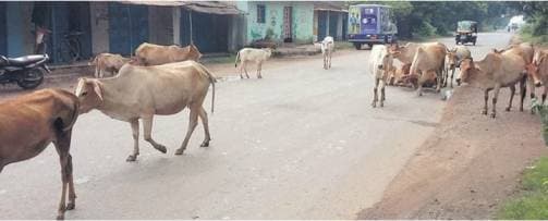 10 cattle dead, farmers fear spread of lumpy virus