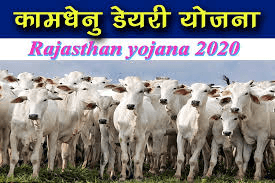 Government of Rajasthan launched Kamdhenu scheme for Hitech Desi cows farm of 30 cows