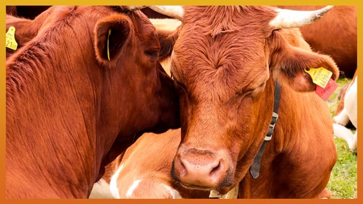 Environmental enrichment in dairy farming: Enhancing emotional lives of cows