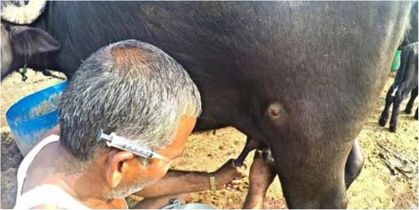 Pune dairies to conduct tests to rule out oxytocin traces in milk