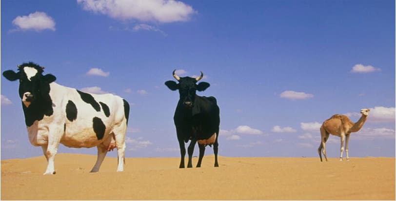 ELISA method to test adulterated cow milk in camel milk