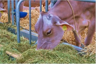 Green and Dry fodder Demand may reach 1,012 and 631 mil tonnes by 2050