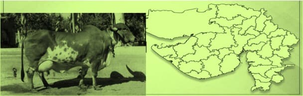 Gujarat’s Amul model dairy structure is struggling to survive today