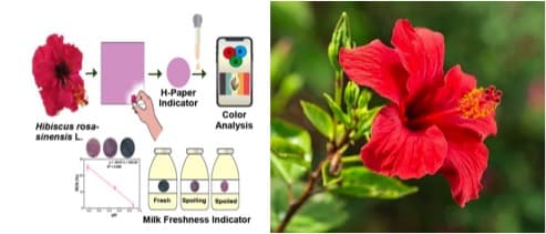 Researchers monitor milk freshness with petals, paper and an app