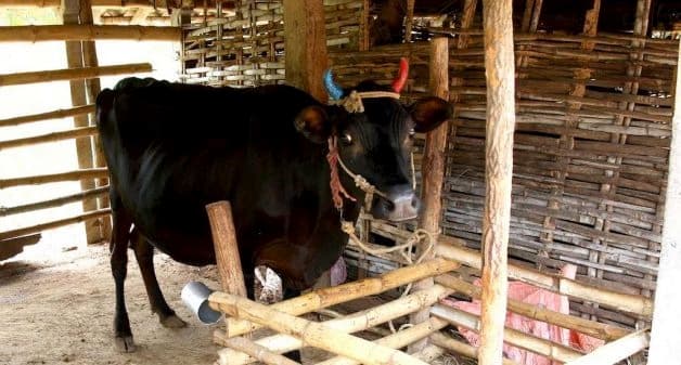 Keep milch animals safe this summer: Aavin to T.N. dairy farmers