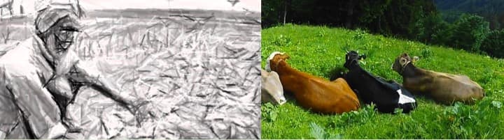 Spiralling operational cost forces dairy farmers to give up ventures