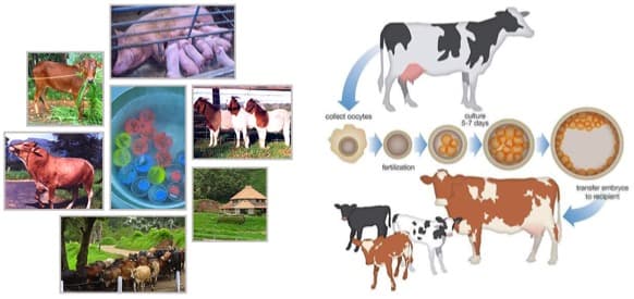 Livestock Board to launch distribution of sex-sorted semen in Kerala