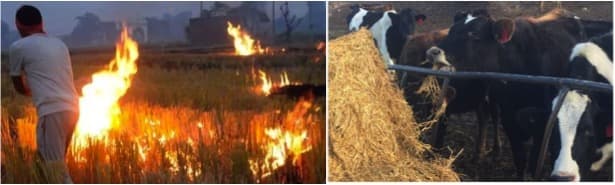 Paddy straw evolves as alternative fodder for milk giving animals