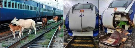 Indian Railways to build boundary walls to prevent cattle being run over