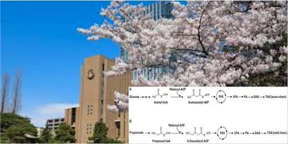 Japanese study reveals link between dairy intake and odd-number carbon chain fatty acids