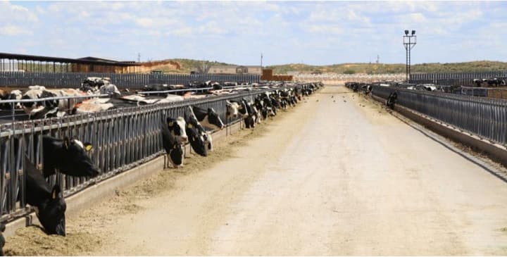 Will Growth Even be Possible for Dairy Producers this Year?