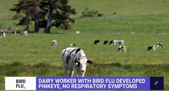 Second human case of bird flu linked to dairy cows found in Michigan