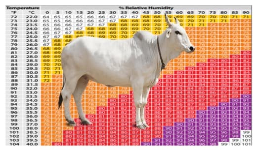 The impact of rising temperature on Indian dairy