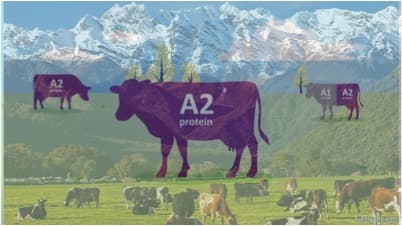 The level of A2 protein in New Zealand milk has been increasing rapidly