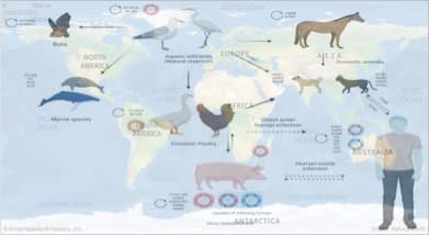 Will cattle be the next lab for flu host-switching?