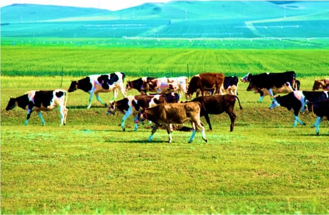 Dairy dominoes: How China’s increased dairy self-sufficiency is reshaping global trade