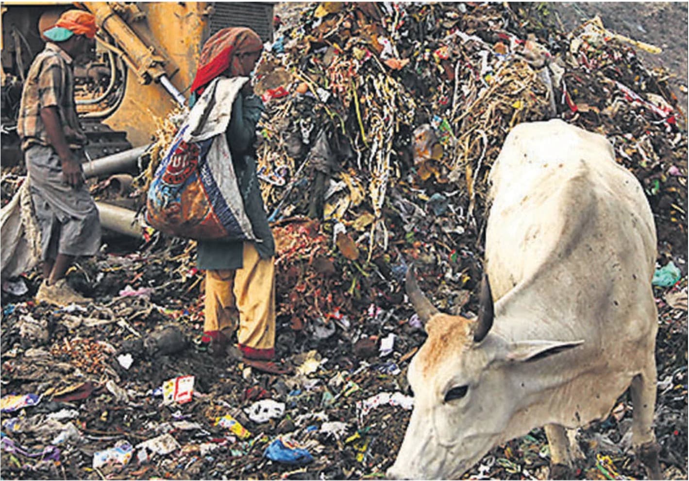 Delhi High Court pulls up Animal Husbandry Unit over violations in dairy colonies