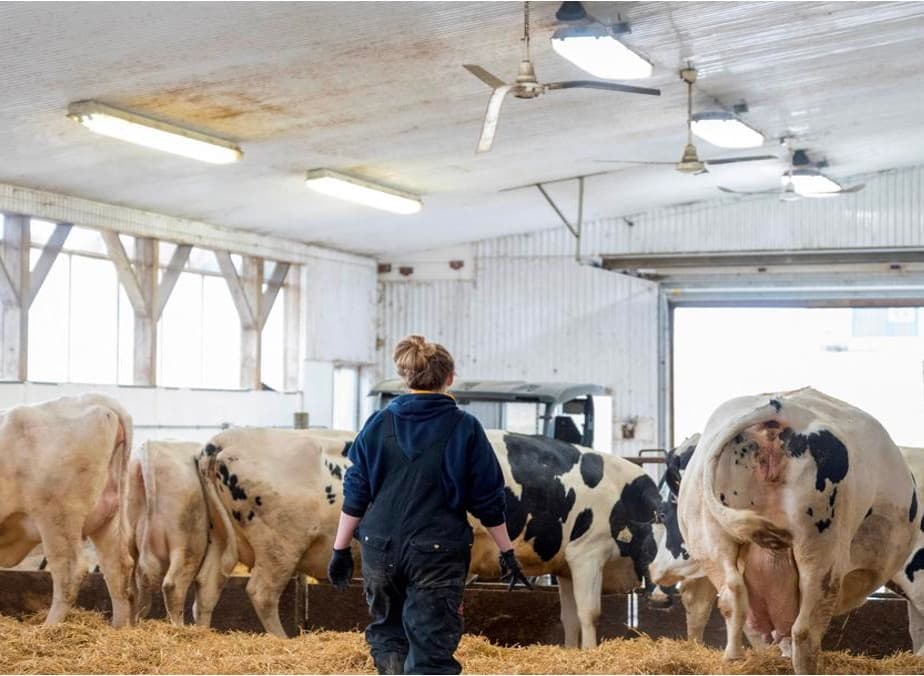 H5N1 remains infectious on milking equipment