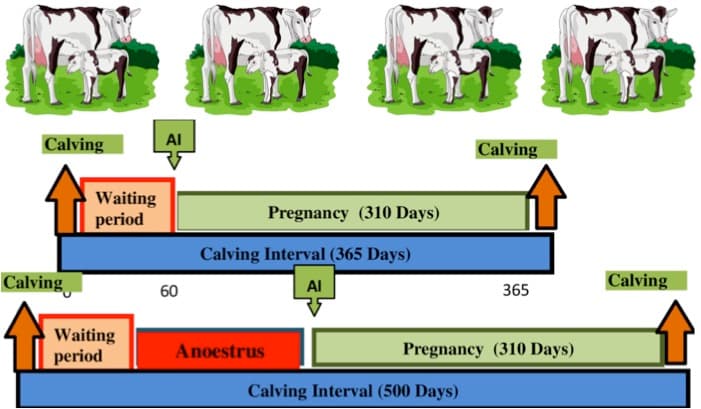 Longer calving interval resulted in heifers with greater body weight and lower milk
