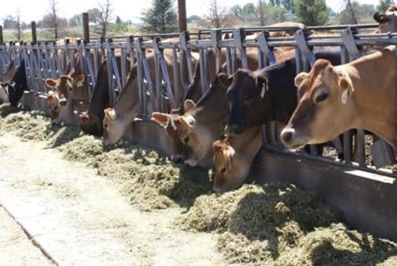 Idaho dairy producers skeptical the net-zero goal is doable