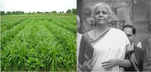 Budget 2025 ignored Fodder for dairy farmers