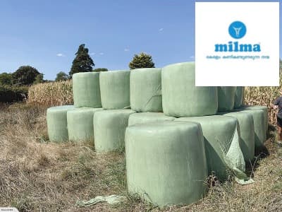 Subsidy on Silage Feed for dairy farmers by MILMA