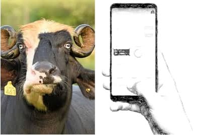 New App To Help Haryana dairy Farmers Estimate Milk Yield Accurately