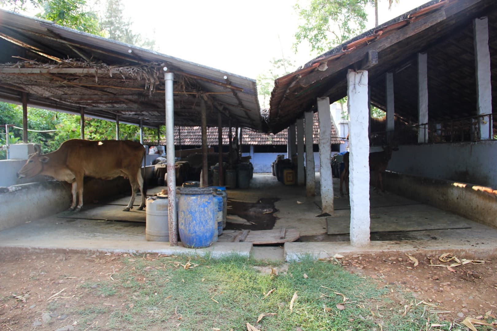 Greening Indian White Revolution: Pathways to Carbon Neutrality