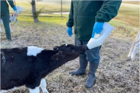 Prisoners eager for a career in dairy farming after their release