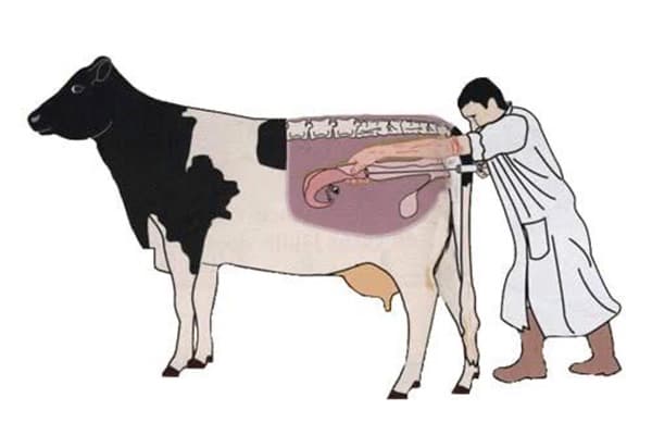 Punjab targets 3 million Dairy Livestock for artificial insemination