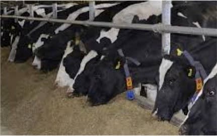 BL Agro Signs MoU with DeLaval for Dairy Sector