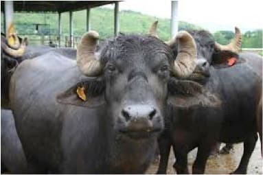 Buffalo meat leading India's export of animal products