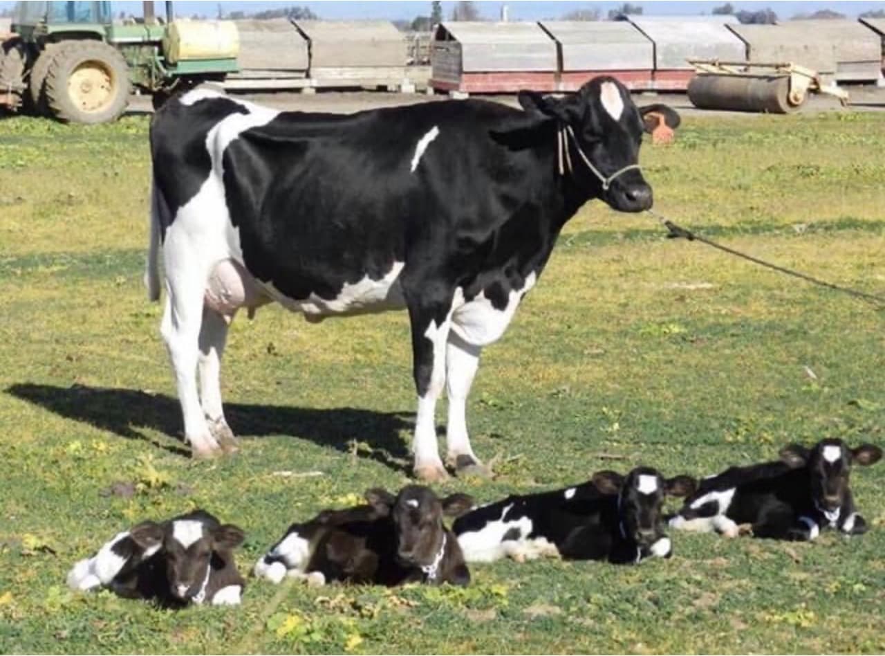 Cow has four calves in 'one-in-11 million' birth
