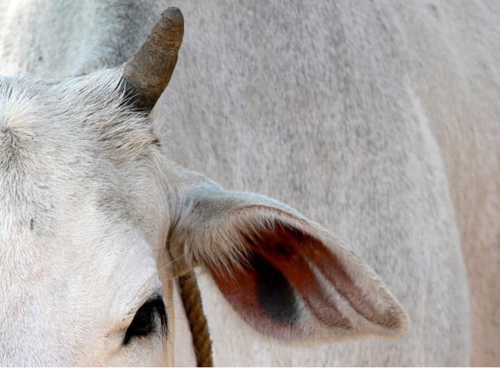 Dairy transformation in Jharkhand