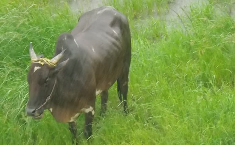 Excessive October Rain triggers distress in dairy sector