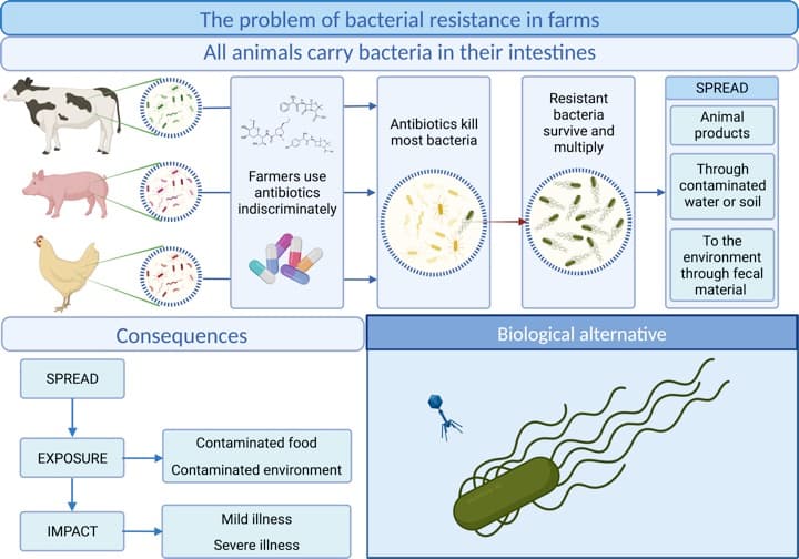 Ban On Antibiotics In Animal Food Products To Help Curb AMR