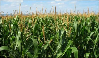 Maize research body seeks aflatoxin management in DDGS