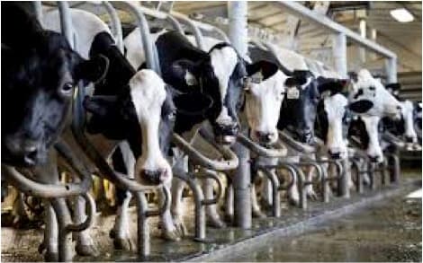Why China’s dairy industry slowing down