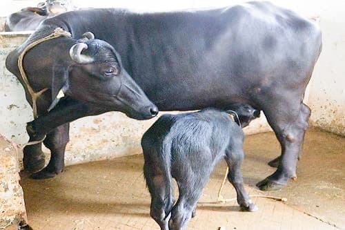 Is India Losing the Creamy Legacy of Its Buffalo Milk?