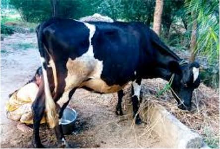 Milk production in Karnataka up by 62% in 5 years