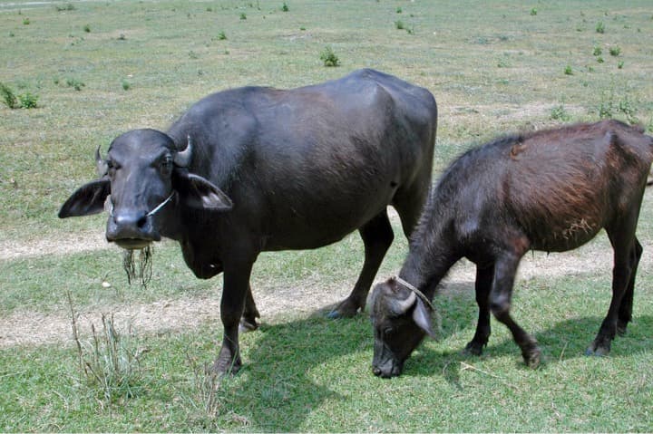 Management diets, breeding and manure to cut dairy emissions